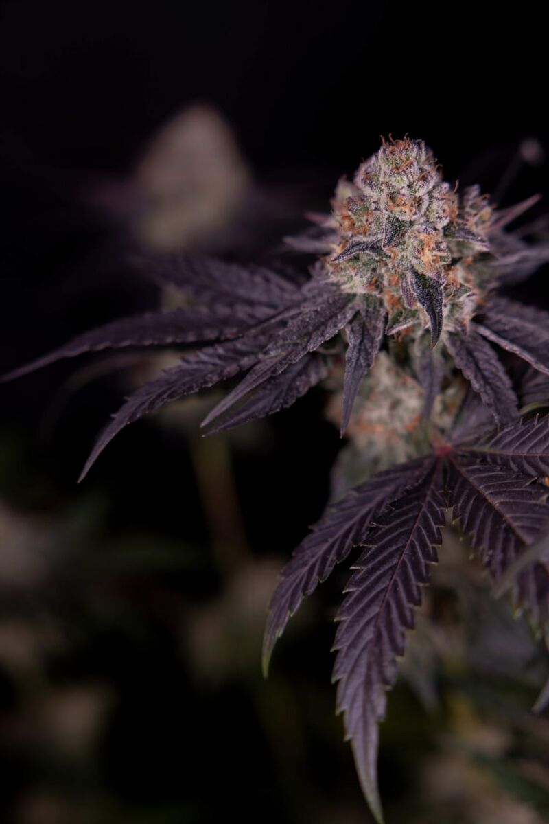 Tarte Tatin, Фасовка: 3, изображение 5